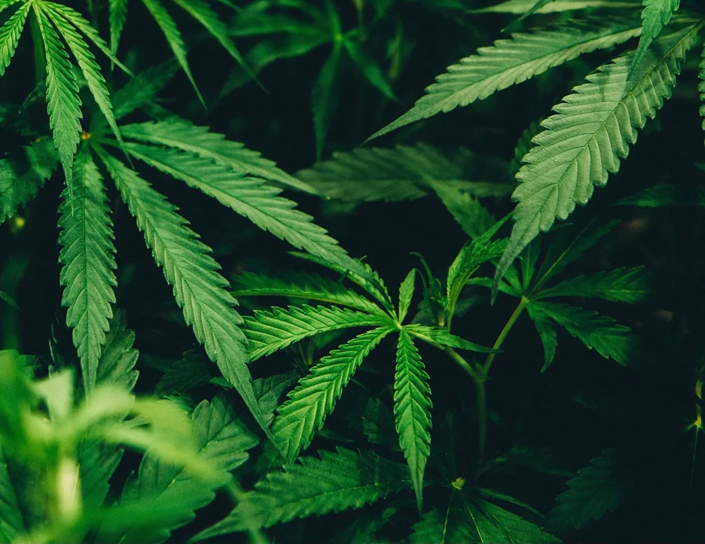 Iconic Funds enters the crypto ETP space with their new fund launch, ETF assets under management eclipse traditional index-tracking mutual funds for the first time, and Cannabis ETFs are swelling this year.